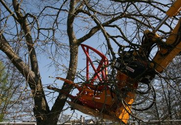 Bagger mit Astschere